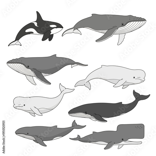 Whales and orca ocean mammals.