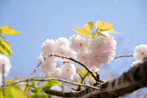 満開の桜