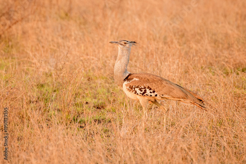 Kori bustard (Ardeotis kori) walking on savanna at sunset, Kruger National Park, South Africa.