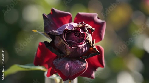 Red rose transitioning from fresh blossom to withered flower in vase. Time lapse showing natural life cycle of blooming plant aging and decaying in daylight.