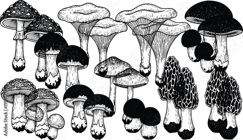 Vintage botanical mushroom illustration set with wild toadstools hand drawn vector