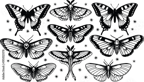 Antique butterfly and moth engraving vector set with celestial natural history illustration
