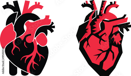 Anatomical Human Heart Medical Vector Illustration