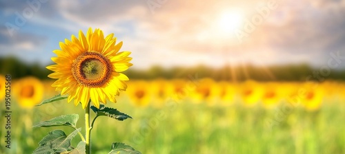 Vibrant Sunflower Blooming in a Sunlit Meadow, Capturing the Beauty of Summer Landscape in Nature