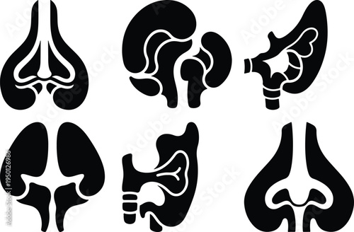 Black Icons of Kidney Anatomy Sections Isolated on White Background Medical