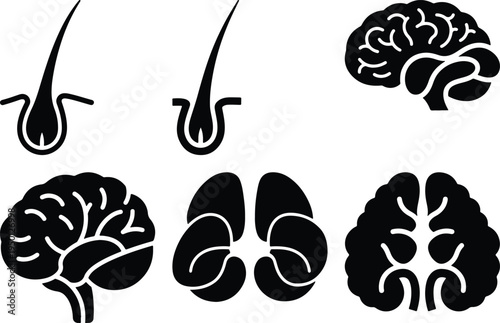 Brain and Hair Follicle Icons Representing Neurology and Dermatology Concepts