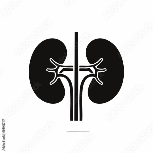 An illustration of the human kidney system with renal artery and vein