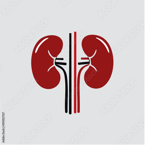 Illustrative representation of the human kidney anatomy with its major blood vessels, a symbol of health and medical science