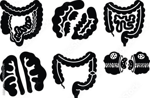 Digestive System Organs Icons Intestines and Colon Silhouettes Medical Symbols