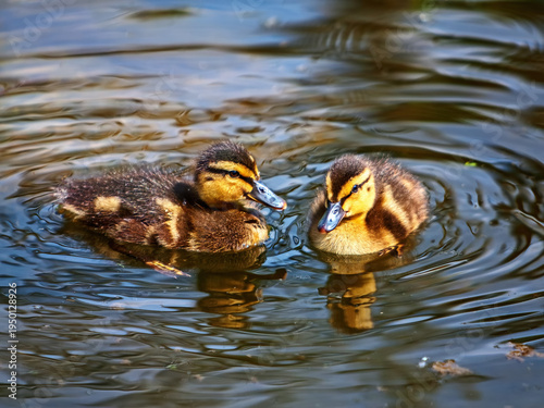 Pair of Mallard Ducklings on Reflective Pond Water