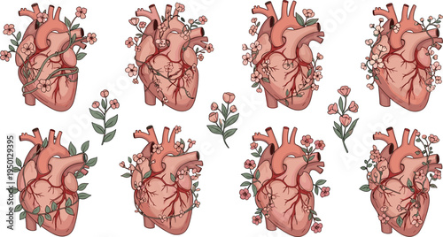 Anatomical human heart with flowers collection medical anatomy and floral design flat vector illustration set