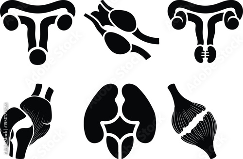 Human Anatomy Icons Set: Uterus Ovaries Heart Kidneys JointMedical Vector Graphics