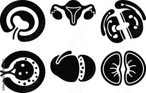 Human Anatomy Icons Set: Uterus Kidney Glomerulus Ovary Fruit Slices