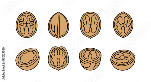 Walnut Half Line art vector clean elegant abstract illustration