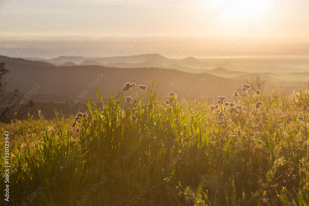 Naklejka premium Carrizo