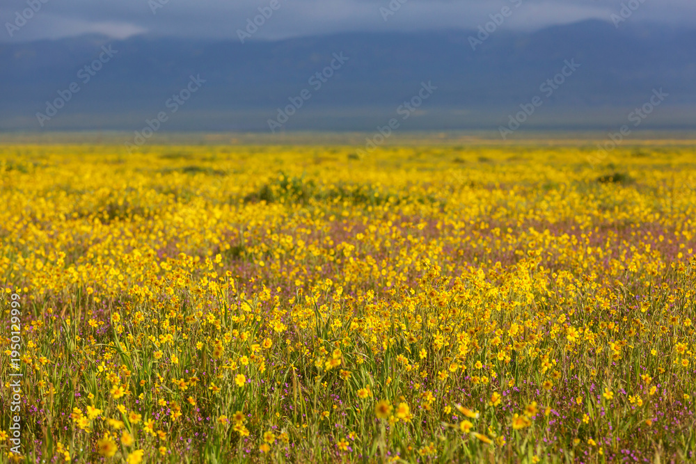 Naklejka premium Carrizo