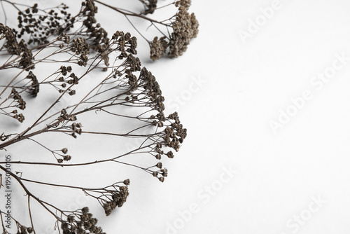 Composition with dried yarr...