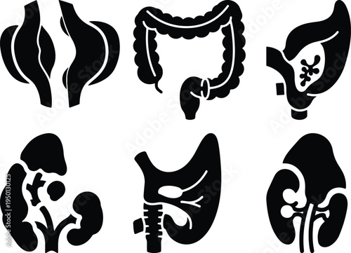 Human Internal Organ Icons Set: Digestion Kidneys Liver Lungs