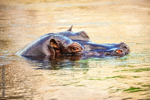 Hippopotamus Floating on Golden River Water at Sunset