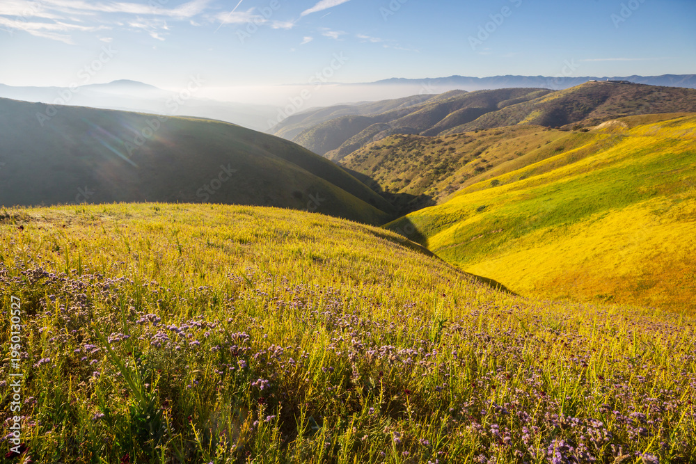 Naklejka premium Carrizo