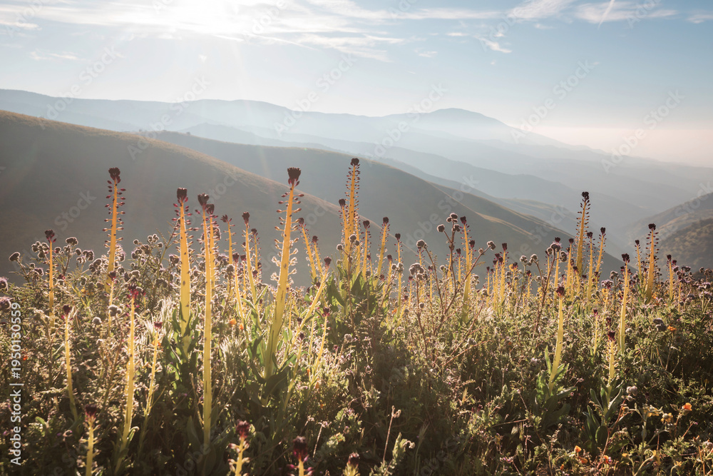 Naklejka premium Carrizo