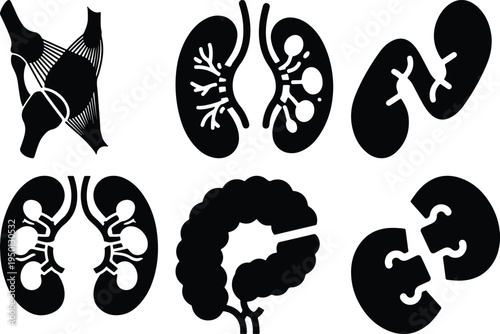 Human Kidney Anatomy Icons Set Internal Organs Silhouette Medical Vector Graphics