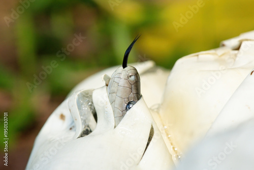 Fényképezés The feared black mamba (Dendroaspis polylepis) hatching from the egg - Africa’s