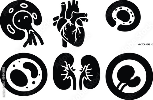 Human Organ Icons Set: Heart Kidneys and Cellular StructuresVector Graphics