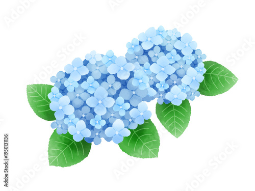 水彩風のあじさいのイラスト