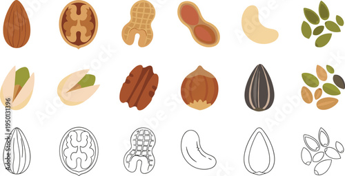 Assorted nuts and seeds collection including almond walnut peanut pistachio cashew sunflower healthy food flat vector illustration set