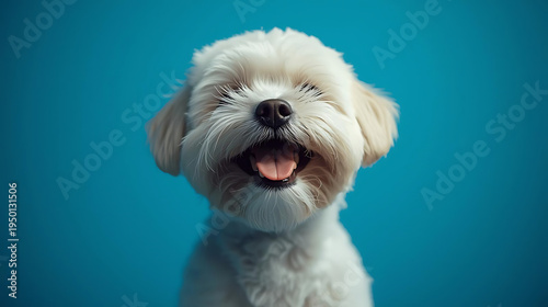 Wallpaper Mural Cute white dog with tongue out smiling happily Torontodigital.ca