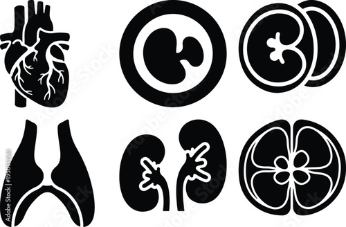 Human Organs Icons Set: Heart Lungs Kidneys Embryo and Citrus SliceVector Graphics