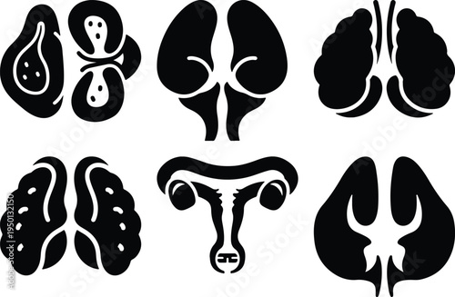 Human Reproductive and Endocrine System Organs Icons Set Black Silhouettes on White