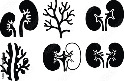 Kidney Anatomy Icons Set Medical Illustrations Black and White Silhouette Graphics