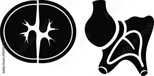 Kidney Cross Section and Ureter Anatomy Diagram Black and White Stock Illustration