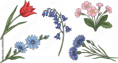 Wildflower Botanical Illustration Set with Tulip, Bluebell, Chicory, Cornflower, and Primrose Flowers Isolated for Garden Design, Floral Prints, and Nature Inspired Artwork