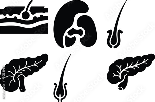 Medical Icons: Skin Layer Hair Follicle Kidney PancreasSilhouette Graphics