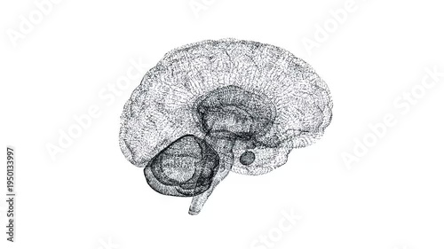 3D digital human brain made of small connected lines on white background. 4k seamless loop