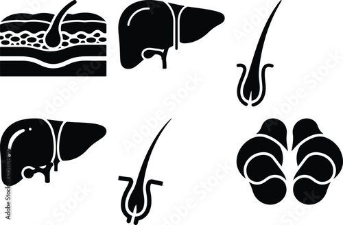 Organ & Body Part Icons: Liver Skin Cross-section Hair Follicle Brain Lobes