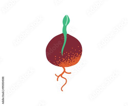 Sprouted vocado bone with sprout and roots. Crop production, cultivation of useful vegetables.