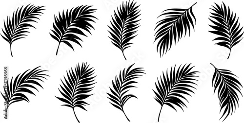 Set of tropical palm leaves silhouettes isolated on transparent background. Bold black botanical elements perfect for summer designs, logos, packaging, patterns, and tropical themed graphics.