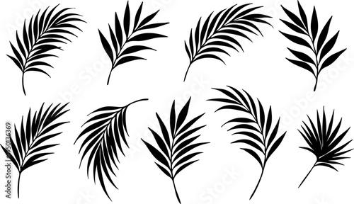 Collection of tropical palm leaf silhouettes in black isolated on transparent background. Exotic botanical elements ideal for summer designs, logos, packaging, patterns, and tropical decorations