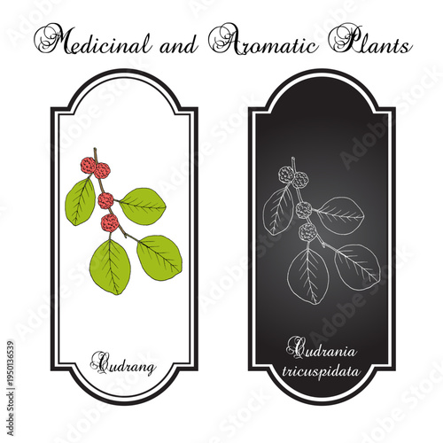 Cudrang or Silkworm Thorn, or Storehousebush (Cudrania or maclura tricuspidata), edible and medicinal plant. Hand drawn botanical vector illustration