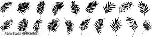 Set of tropical palm leaf silhouettes isolated on transparent background. Black botanical elements perfect for summer designs, logos, patterns, packaging, and tropical themed graphics