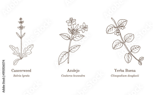 Collection of edible and medicinal plants. Hand drawn botanical vector illustration