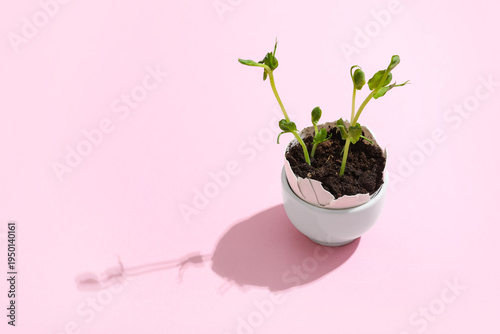 Egg shell with seedlings on...