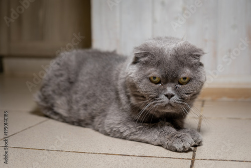 Gray cat rests on tiled floor inside a home during the afternoon in a cozy living space