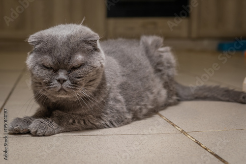 Gray cat lying on kitchen floor staring at camera with calm expression during late afternoon