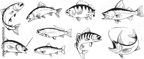 fish anatomy sketches species line art for study and print