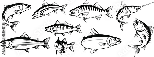 fish scientific illustration set species line drawings vector